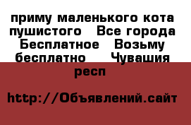 приму маленького кота пушистого - Все города Бесплатное » Возьму бесплатно   . Чувашия респ.